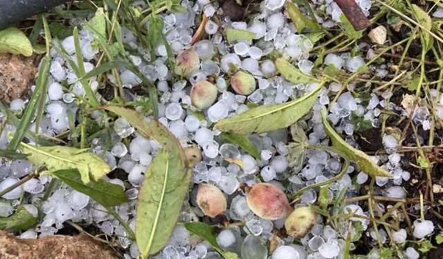 Mersin'de misket büyüklüğünde dolu etkili oldu: Orman ve bahçeler beyaza büründü