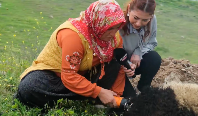 MERSİN TOROSLAR’DA KOYUN KIRPMA MESAİSİ BAŞLADI