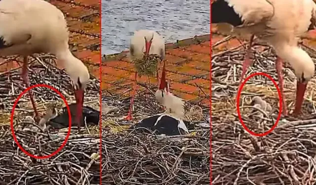 Yaren leylek ile Nazlı'nın 5 yavrusu oldu
