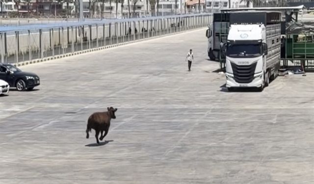 Limanda kaçan angus denize düştü