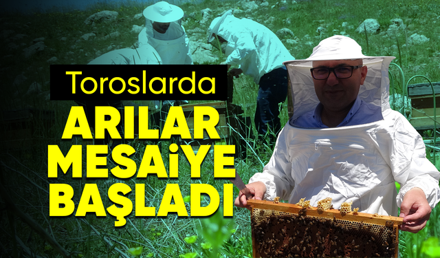 Toroslarda bahar: 2 bin 400 rakıma taşınan arılar mesaiye başladı