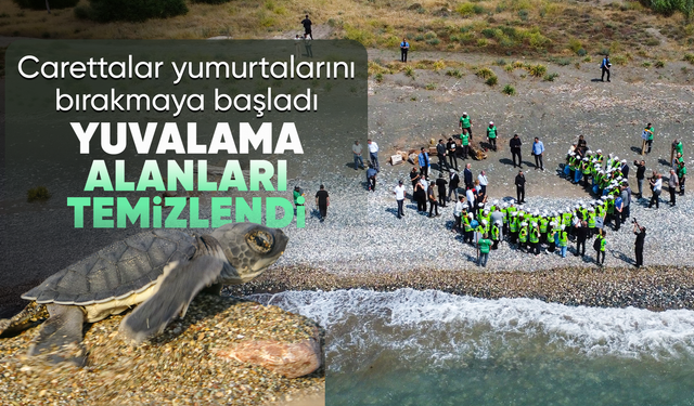 Yuvalama alanları temizlendi, carettalar yumurtalarını bırakmaya başladı