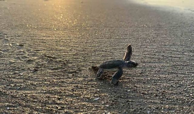 Mersin’de sezonun ilk deniz kaplumbağası yavruları Akdeniz’le buluştu