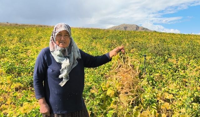 Coğrafi işaretli kuru fasulye hasadı başladı