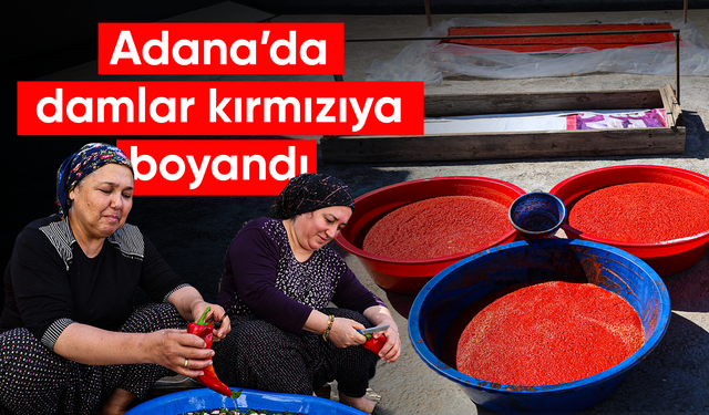 Damlar şarkılı türkülü salça mesaisi ile kırmızıya boyandı