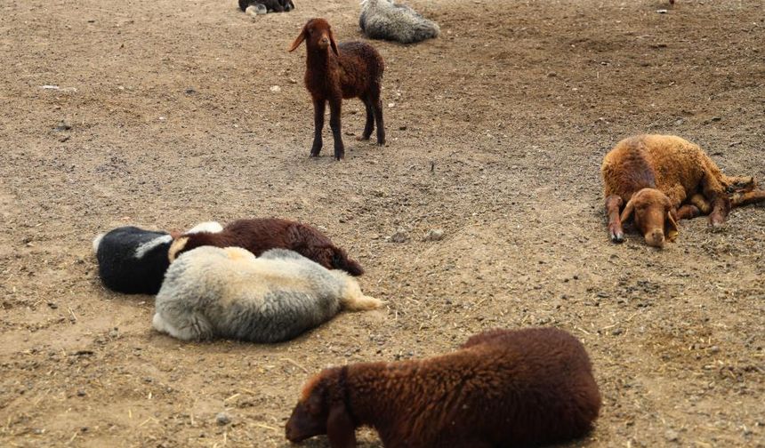 Meraya dökülen zehir 77 koyunu telef etti, onlarca kuzu annesiz kaldı