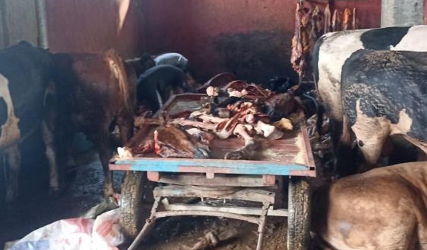 Adana'da 2,5 ton at eti ele geçirildi