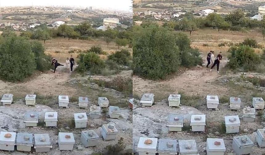 Mersin'de arılara taşlı saldırı: Güvenlik kamerası o anları kaydetti