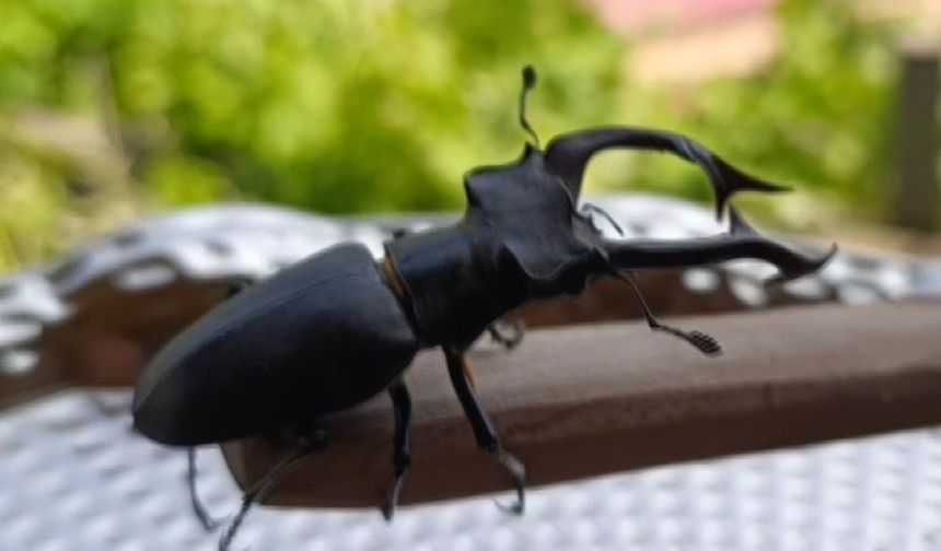 Parmak büyüklüğünde geyik böceği görüldü: Cezası 557 bin TL