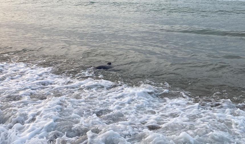 Mersin'de köpekbalığı tedirginliği