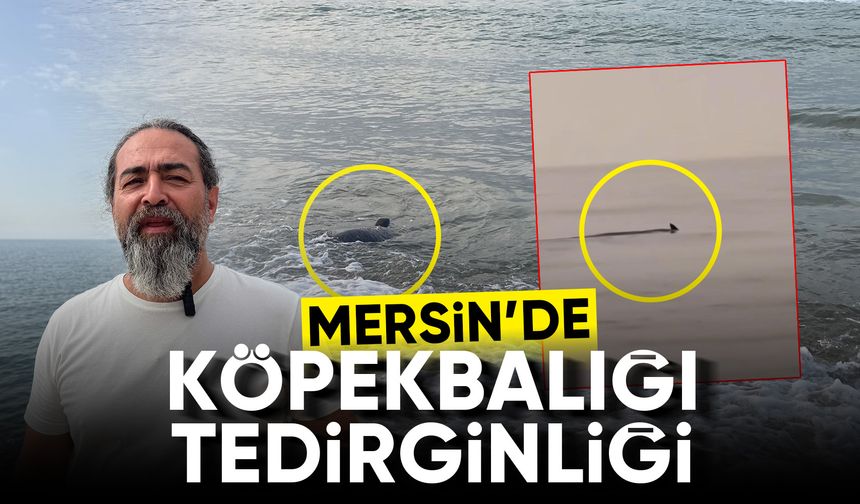 Mersin'de köpekbalığı tedirginliği