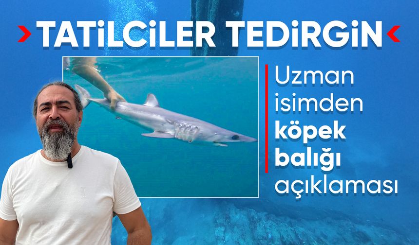 Tatilcileri rahatlatan açıklama: "Türkiye'deki denizler, köpek balığı riski açısından çok güvenli"