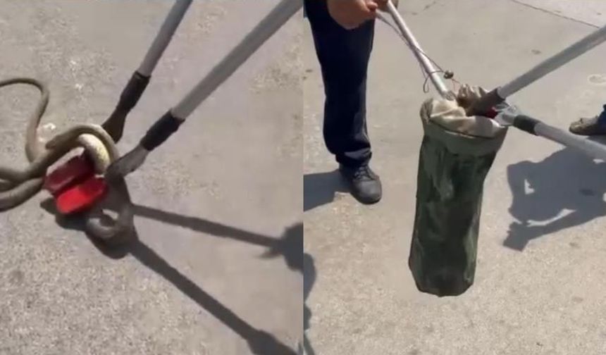 Mersin'de hastane bahçesindeki otomobilden yılan çıktı
