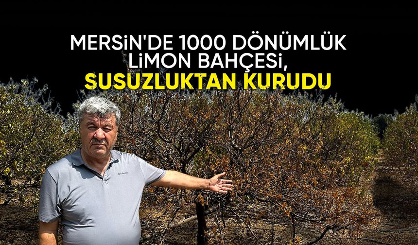 Mersin'de 1000 dönümlük limon bahçesi, susuzluktan kurudu