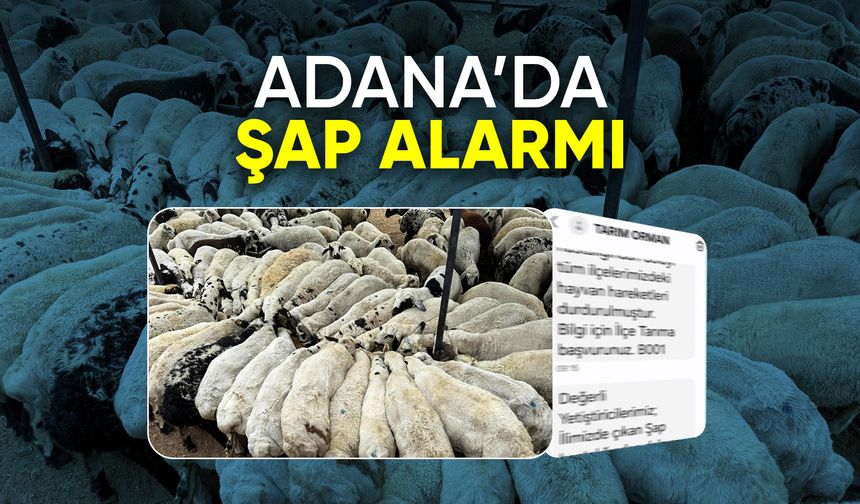 Adana'da şap hastalığı görüldü: Hayvan hareketliliği kısıtlandı