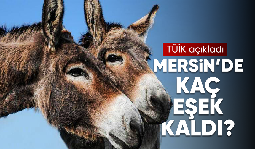 Mersin'de sadece 69 eşek kaldı