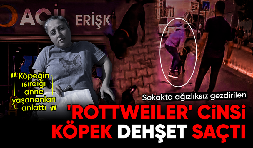Mersin'de sokakta ağızlıksız gezdirilen 'Rottweiler' cinsi köpek de'hşet saçtı