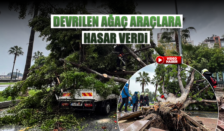 Yol kenarındaki ağaç, seyir halindeki üç aracın üzerine devrildi