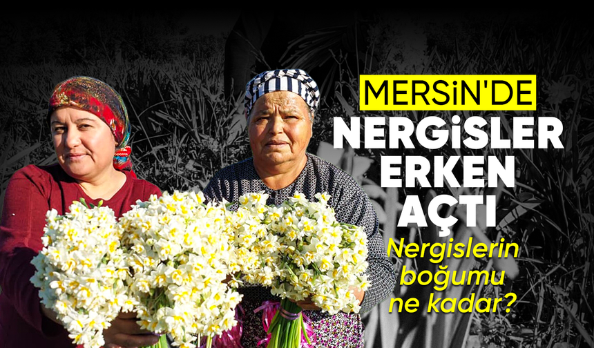 Nergisler erken açtı; boğumu 300 TL’ye satılıyor