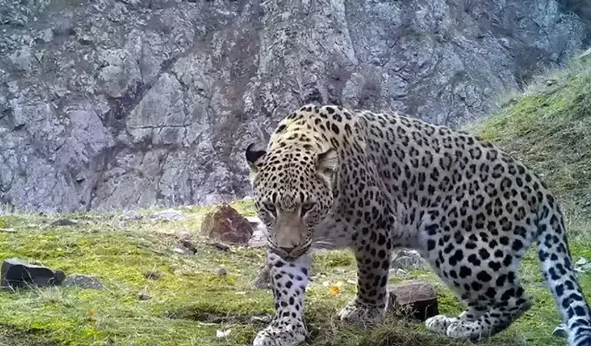 Anadolu parsına zarar vermenin cezası 45 milyon TL