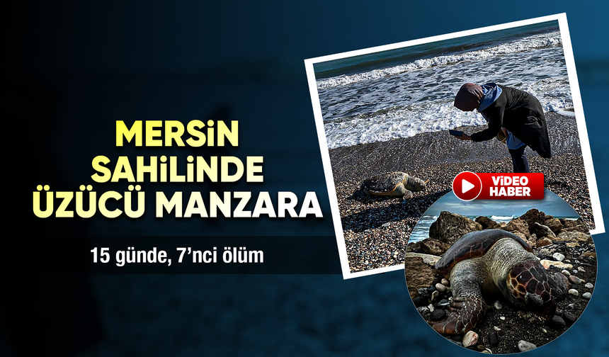 Bir caretta caretta daha ölü bulundu:15 günde 7'inci ölüm