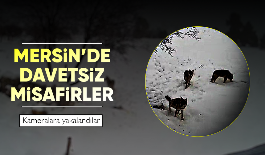 Bozyazı’da kurtlar köye indi: O anlar kamerada