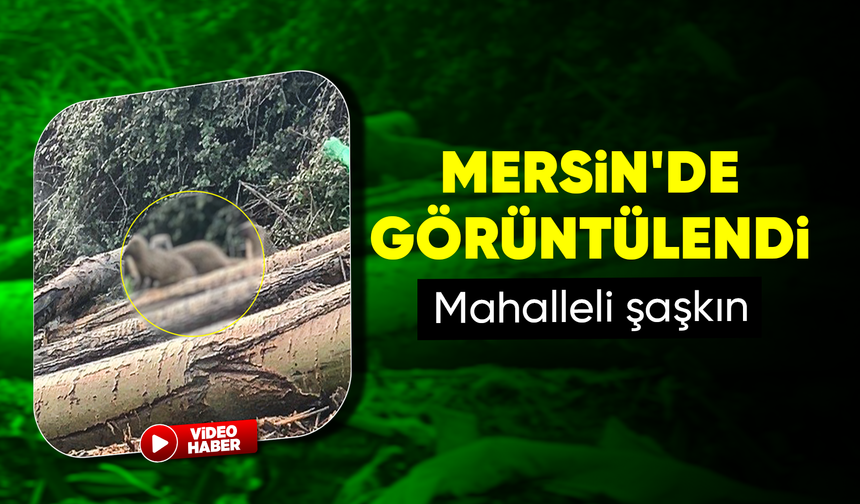 Mersin'de sansar ailesi görüntülendi