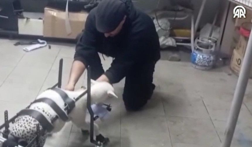 Doğuştan engelli kuzu "Pamuk", hayvanseverin tasarladığı yürüteçle ayağa kalktı