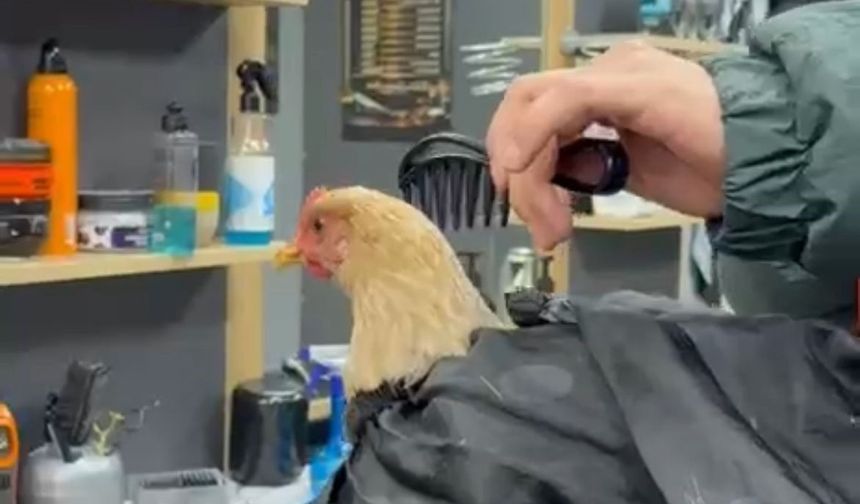 Siirt'te bir kuaför tavuk tıraş etti!