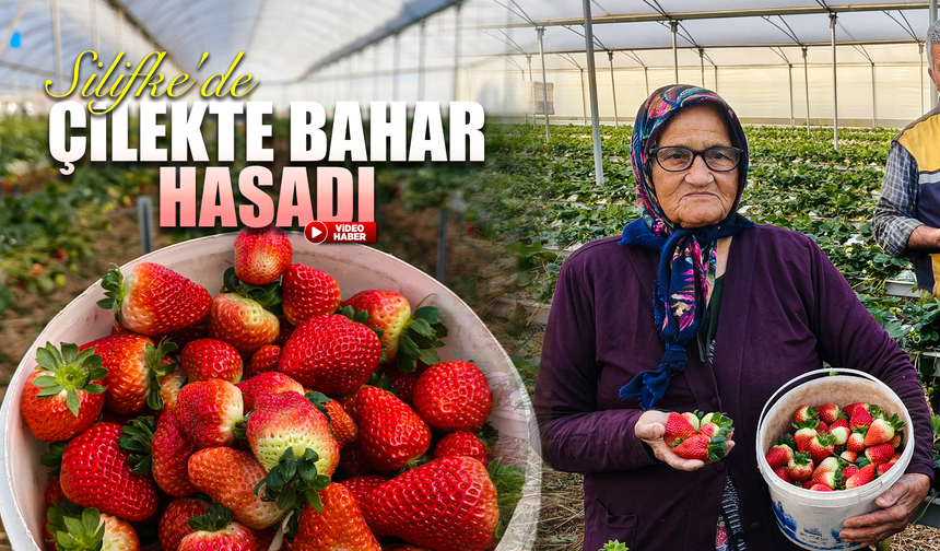Silifke'de örtü altı çilekte bahar hasadı: Kilosu 140 ile 160 TL arasında
