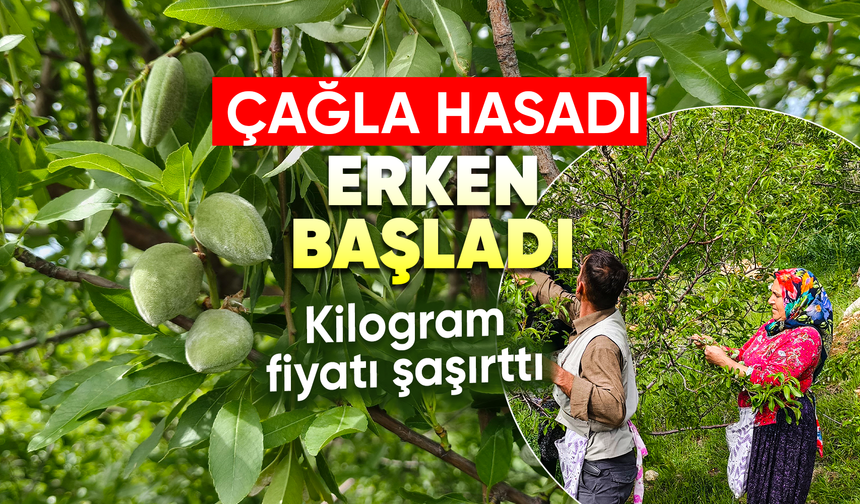 Turfanda Çağla Hasadı Erken Başladı