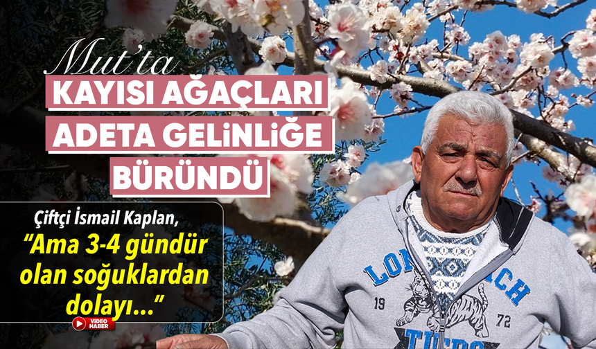 Mut'ta kayısı ağaçları adeta gelinliğe büründü