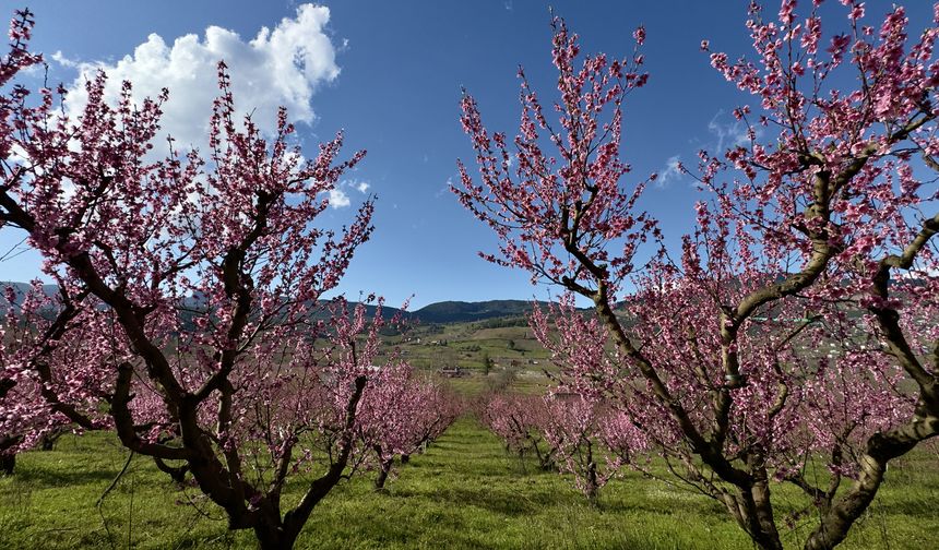 Mersin’de şeftali bahçeleri pembeye büründü