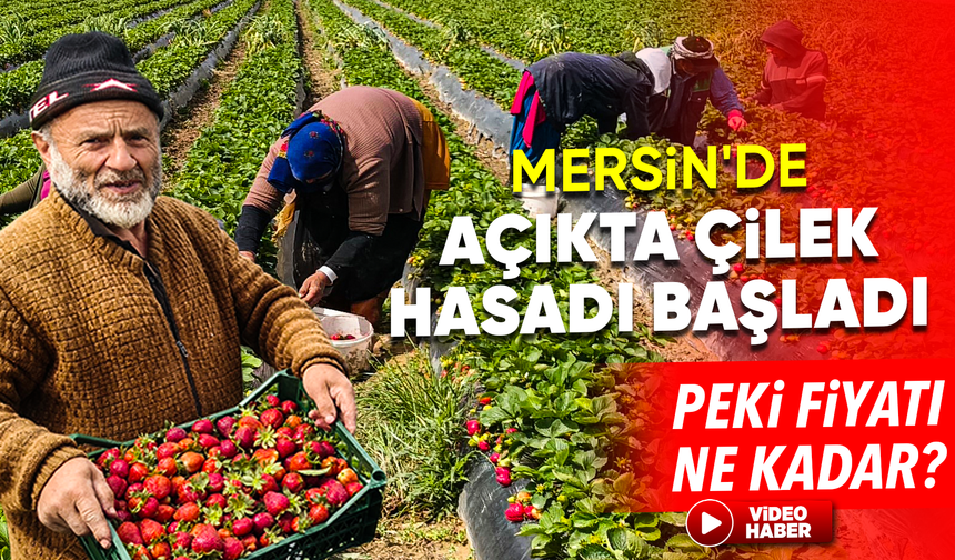Mersin'in Silifke ilçesinde coğrafi tescilli açıkta üretilen çilek hasadına başlandı.