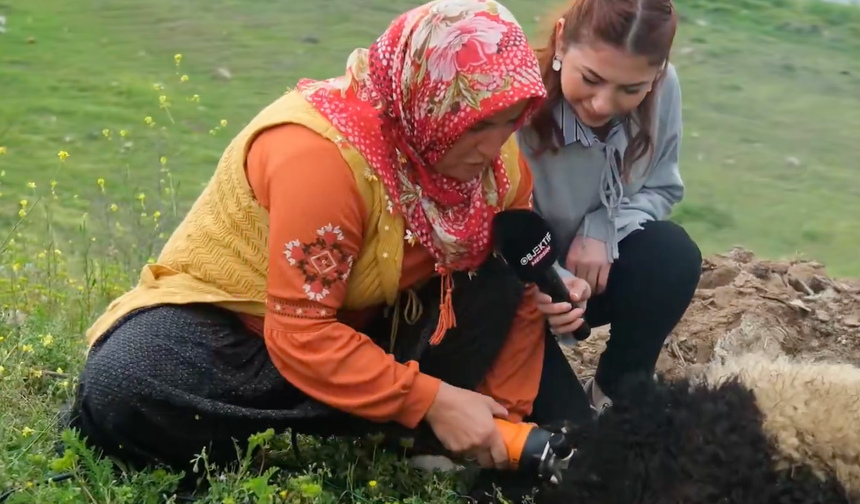 MERSİN TOROSLAR’DA KOYUN KIRPMA MESAİSİ BAŞLADI