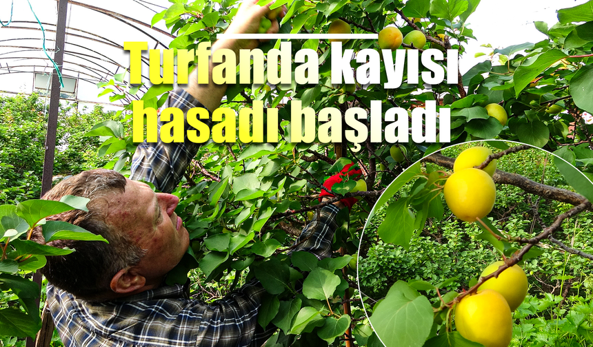 Örtü altında turfanda kayısı hasadı başladı