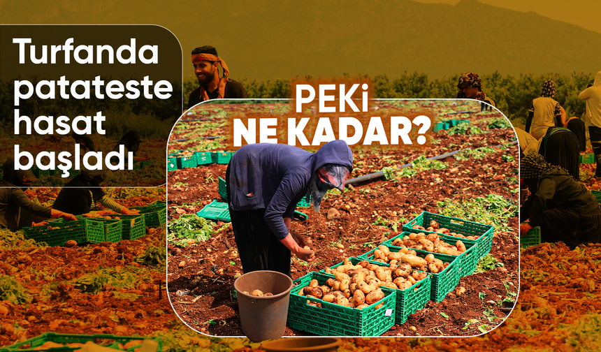 Turfanda patateste hasat başladı