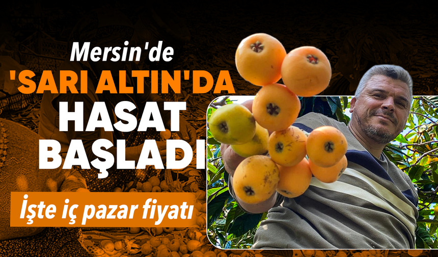 'Sarı altın' yenidünyada hasat başladı