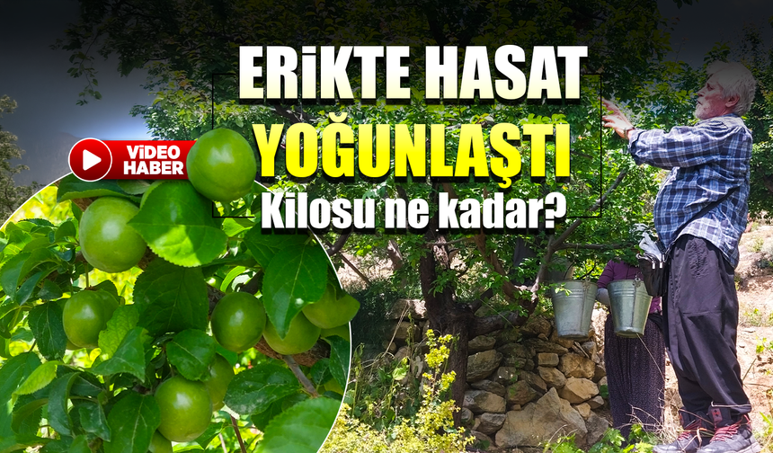 Rekor fiyatla başlayan erikte hasat yoğunlaştı: Kilosu 30-40 TL ile 170 TL arasında