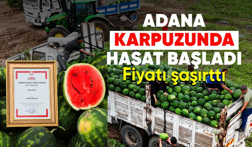 Tescilli Adana karpuzunda hasat başladı