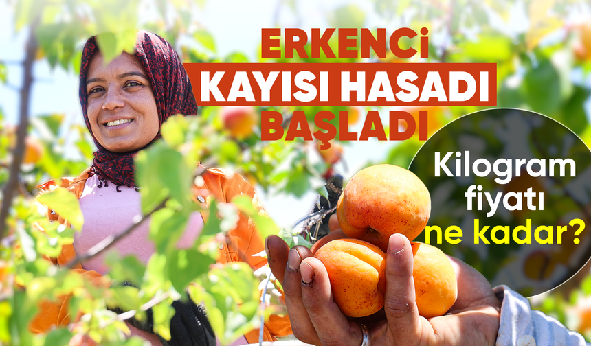 Adana'da erkenci kayısı hasadı başladı: Bahçede kilogramı 60-80 TL