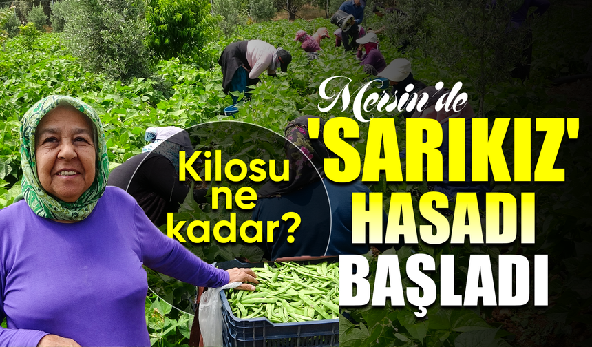 Turfanda 'sarıkız' hasadı başladı: Kilosu 100 TL'den alıcı buldu