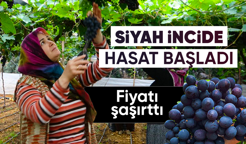 Bölgenin siyah incisi üzümde hasat başladı
