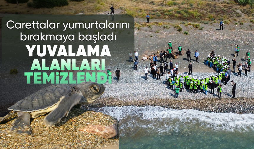 Yuvalama alanları temizlendi, carettalar yumurtalarını bırakmaya başladı