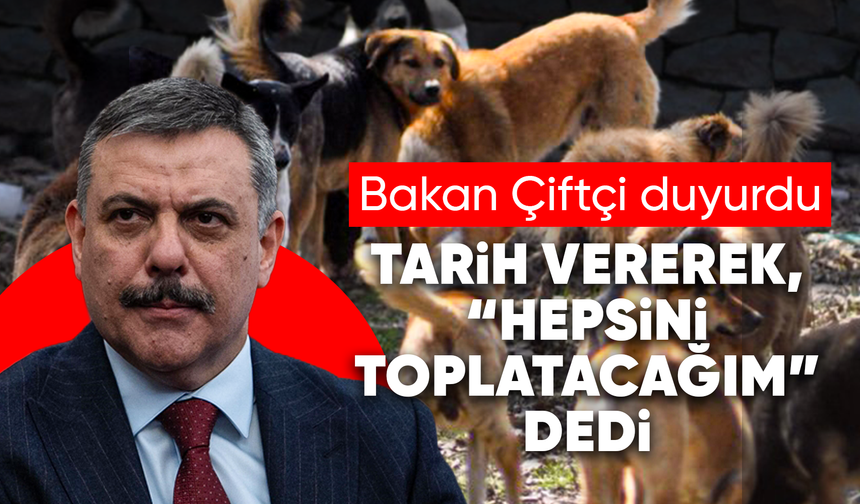 Bakan Çiftçi: "Yıl başına kadar sokak köpeklerinin hepsini barınaklara toplatacağım"