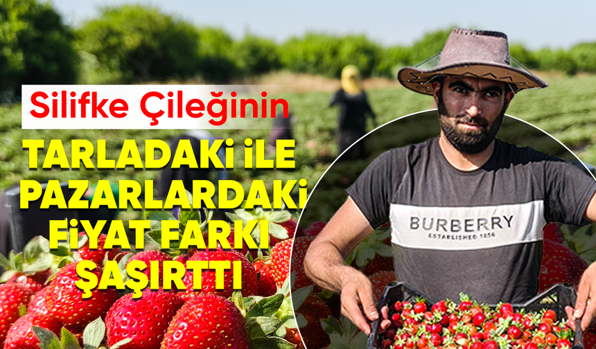 Silifke çileğinde hasadın sonuna gelindi