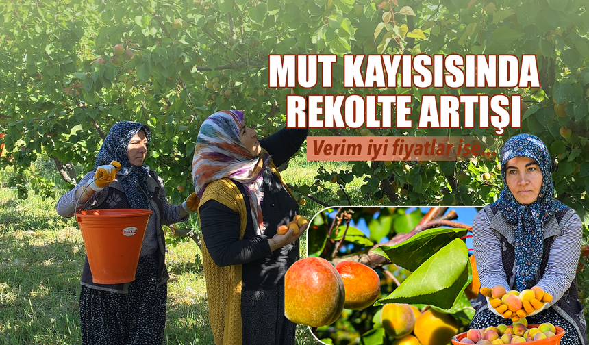 Mut kayısısında rekolte artışı üreticiyi mutlu etti