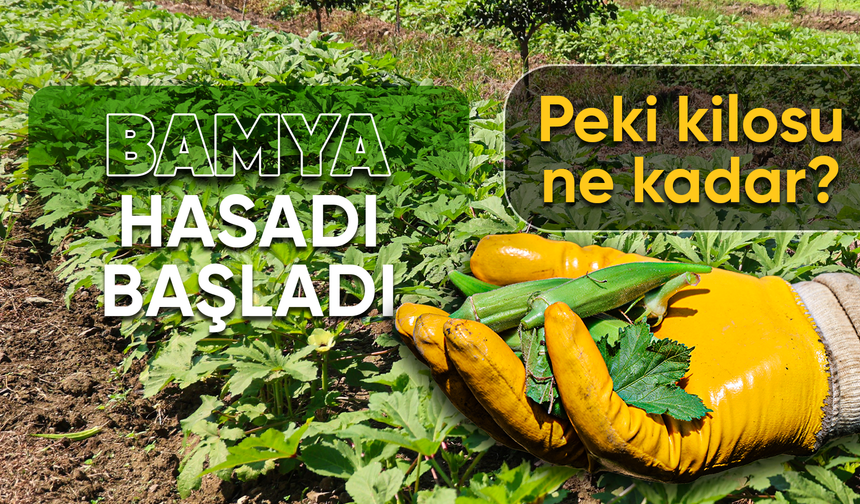 Kozan'da bamya hasadı başladı, tarlada kilosu 150 TL