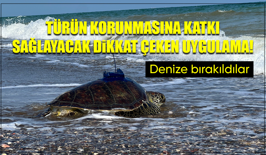 Mersin'de uydu takip cihazı takılan 2 kaplumbağa tekrar denizle buluştu