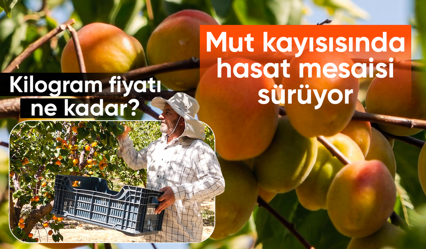 Mersin'in tescilli Mut kayısısında hasat mesaisi sürüyor